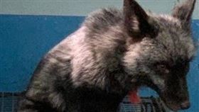 罕見「銀狐」變流浪動物，民眾打爆電話想認養，防疫所政策轉彎：有野性，不開放（圖／苗栗縣動防所提供）