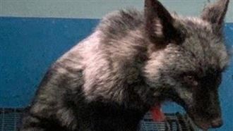 認養「銀狐」電話被打爆！動防所秒撤公告