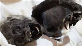 研究發現美人魚木乃伊是由3種不同物種合成。（圖／CTWANT翻攝畫面）