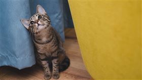 貓,貓咪,家貓,寵物,愛貓（圖／Pixabay）