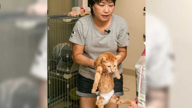 不捨斷腳貓…喵旅館變身殘貓中途之家