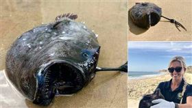 美國加州橘郡水晶灣近日發現「黑色怪魚」。（圖／California State Parks - Orange Coast District臉書） 