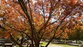 武陵農場，武陵農場提供