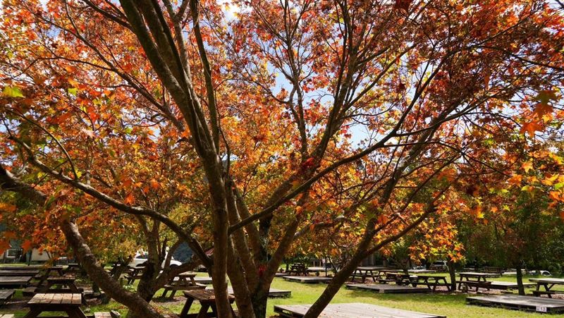 武陵農場楓紅了！「最佳賞楓期」曝光