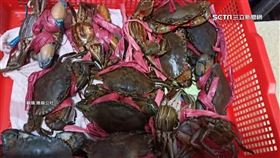 12隻紅蟳捆繩重「半台斤」　其他水產店:比較誇張