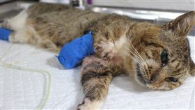 新北,烏來,虎斑貓,蛇吻,截肢,領養,動保處