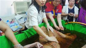 創世基金會,湯奶奶,小兒麻痺症,黃秋樺,社區,護理師,原床泡澡,醫療床,邱子珆,防水墊,充氣游泳池,泡澡,熱水器,燒柴