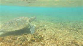 全台珊瑚礁現況  小琉球情況差（1）海保署6日公布全台珊瑚礁現況指出，過去小琉球是全台珊瑚最好的地方，近年因為人為污染影響變成全台最差，呼籲加強遊憩管理。（海保署提供）中央社記者曾以寧傳真  111年1月6日