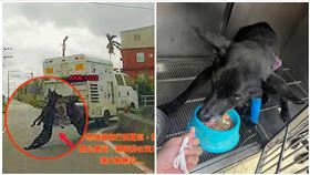 黑狗,水溝,獸醫院,安置（圖／翻攝畫面）