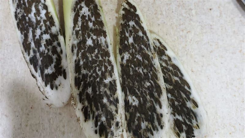 密集恐懼症注意！這筊白筍「黑到你會怕」