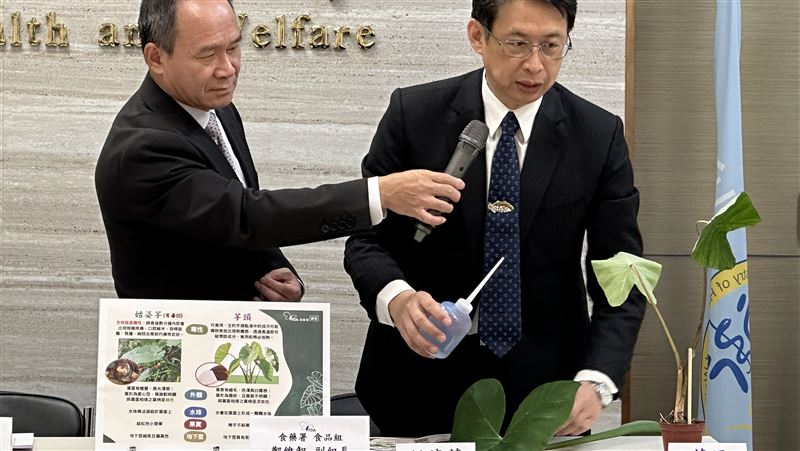 食藥署出包！錯把「千年芋」當有毒姑婆芋