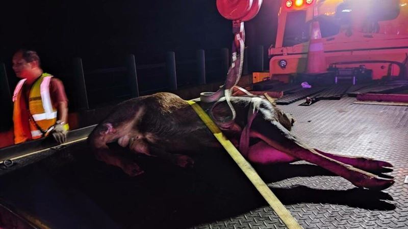 180公分水鹿突闖國道！遭小客車當場撞飛