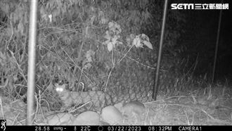 睽違30多年！　雲林山區石虎現蹤