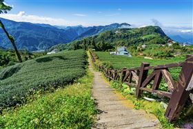 嘉義茶園步道正夯！影片觀看流量破百萬！（業配勿用）