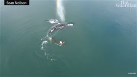 座頭鯨被136公斤蟹籠巨繩纏身受困，痛苦悲鳴3天獲救，順時鐘方向游(圖／翻攝自Guardian News YT)