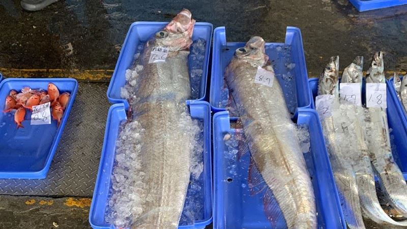 氣象署曝「真正地震前兆」　不是地震魚！