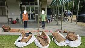 嘉義,山老鼠,盜伐,牛樟