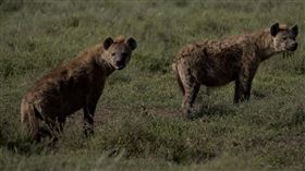 鬣狗。（示意圖／翻攝自Pixabay）