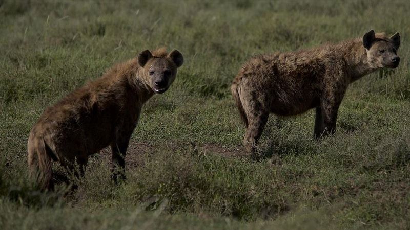 公鬣狗「激戰到一半馬上風」！超糗畫面曝