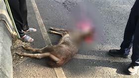台74甲線水鹿遭撞死台74甲線彰化往台中路段3日發生水鹿被撞死意外；警方指出，有民眾報案指台74甲線東外環道路北上3公里處有動物被撞死，員警到場確認是水鹿，將調閱監視器，找出肇事車輛後依法開罰。（民眾提供）中央社記者吳哲豪傳真  112年11月3日