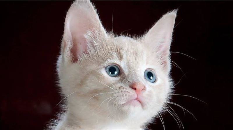 貓咪總一臉不屑！研究：有近300種表情