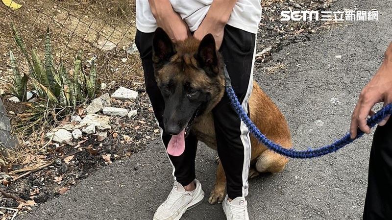 南投狼狗當街掙脫牽繩　嬤護孫手腳遭咬爛