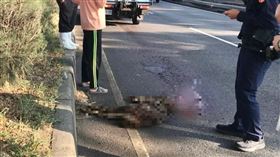 彰化,水鹿,路殺