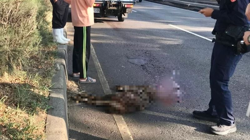彰化再傳「路殺」　水鹿過馬路挨撞喪命