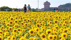 台北大佳河濱公園莫內向日葵花海盛開。（圖／北市府提供）
