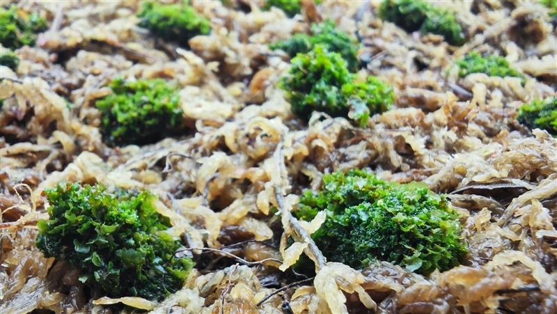 獨／600萬鹿角蕨不夠看　這幾坨喊價700萬