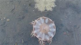 台南將軍扇形鹽田「倒立水母」現蹤台南市將軍區扇形鹽田鹽灘地內，有別名「倒立水母」的仙后水母現蹤，民眾可在扇形鹽田淺水域觀察到。（台灣環境規劃協會提供）中央社記者楊思瑞台南傳真  112年11月5日