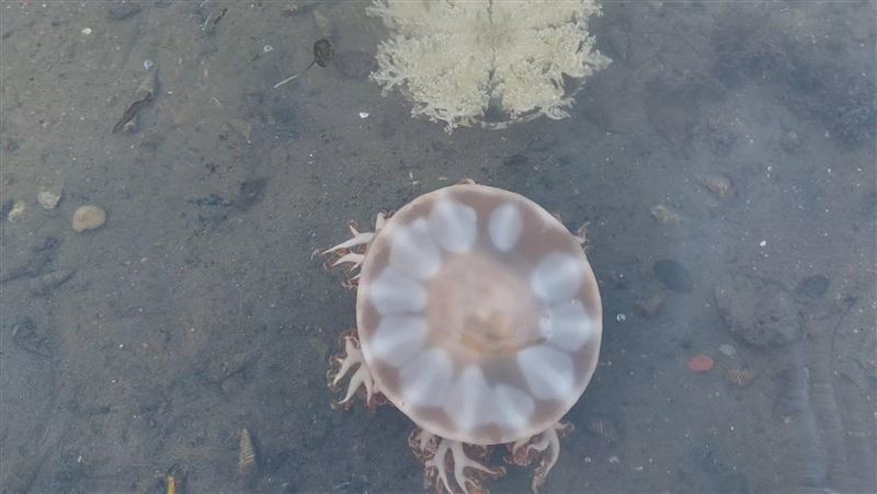 生態驚喜！「倒立水母」現蹤台南扇形鹽田