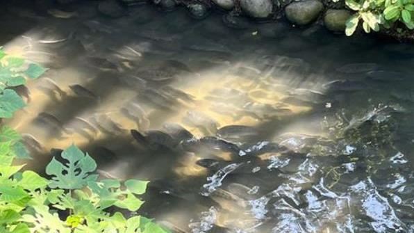 爆量吳郭魚突現身？他曝小河1幕：好可怕
