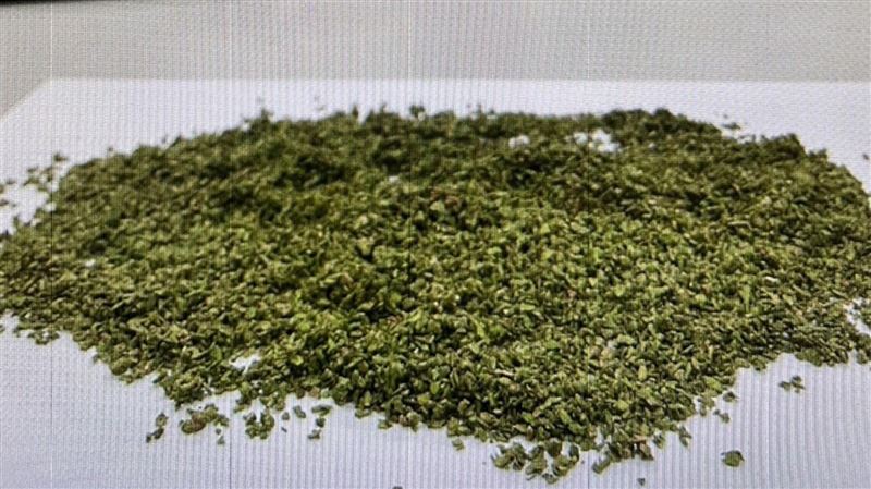 網紅圈染「大麻」煩　警攻堅9處逮10人