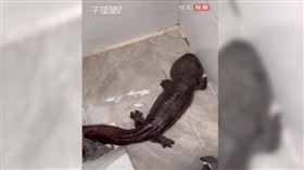 男修水管竟掏出「3.5公斤活體生物」　 網驚：牠可能吃了好幾年的屎（名家－ＣＴＷＡＮＴ）