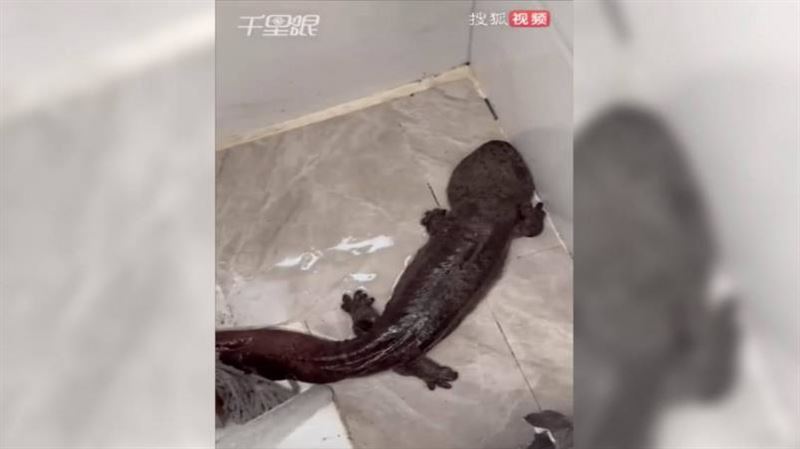 男子修水管　竟掏出「3.5公斤活體生物」