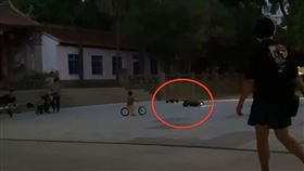 四驅越野遙控車,新竹孔廟,飆速（圖／翻攝畫面）