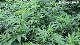 彰化和美遭查獲大麻工廠。大麻盆栽，大麻花成品。（圖／民眾提供）