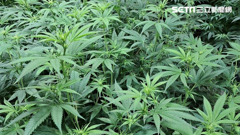 7成美國人：「大麻合法」吸菸人口反降低
