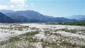 蘭陽溪床邁入芒草花季  花穗搖曳如雪白地毯時序入秋，蘭陽溪乾河床現在已進入芒草花季，白色花穗隨風搖曳，宛如雪白地毯，是當地限定美景，賞期至年底。（第一河川分署提供）中央社記者沈如峰宜蘭縣傳真  112年11月7日