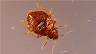 女童搭自強號遭「蟲蝨爬身」！台鐵道歉了