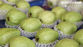 芭樂,番石榴,農委會,農糧署