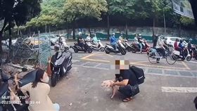 小豬,追逐,左營分局,動物保護處