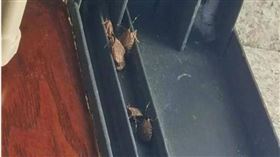 中國大陸臭屁蟲。 （圖／翻攝自微博）