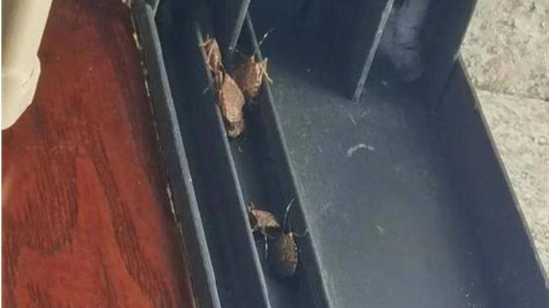 「臭屁蟲」肆虐！網：我家狗吃了狂打噴嚏