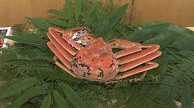 新潟縣岩船中學與當地政府合作，提供給學生一人一隻松葉蟹當作營養午餐。（圖／翻攝自UX新潟テレビ21 YT）