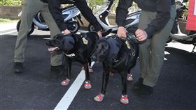 安維八號成軍，憲兵偵爆犬（記者邱榮吉攝影）