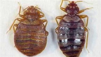 床蝨危機擴大！韓驚外套裡藏一隻　「防蝨三招」切記行李別放在這地方