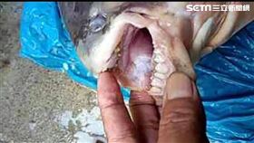 日月潭又有新外來種「怪魚」張口露出人牙(圖/翻攝畫面)