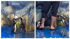 海洋公園,企鵝,打架,飼養員